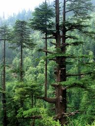 Pine Forest in Manali
